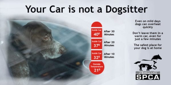 Your Vehicle is not a Dogsitter - Alberta SPCA