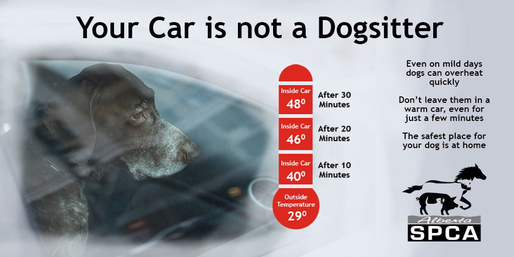 Dogs in Hot Cars - Alberta SPCA