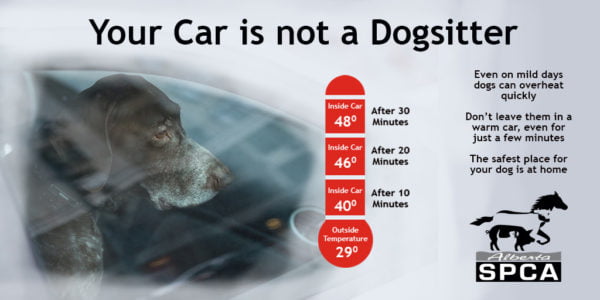 Dog Car29 twitter e1561137039315