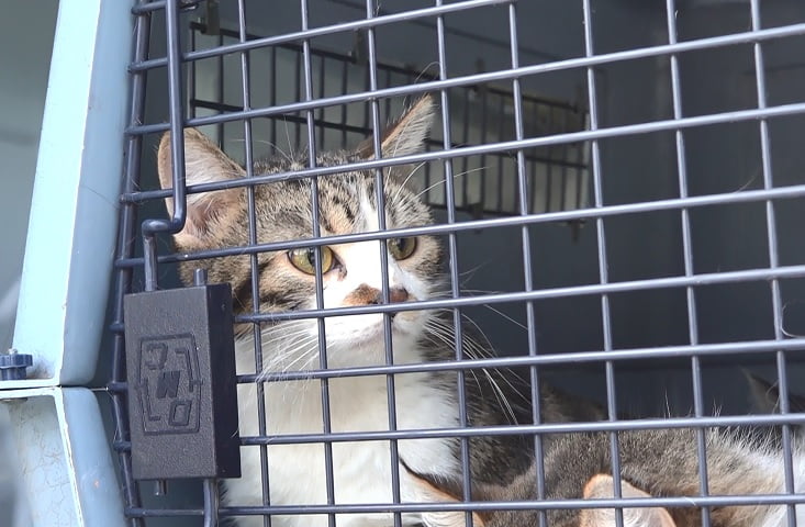 Cat Case Appeal - Alberta SPCA